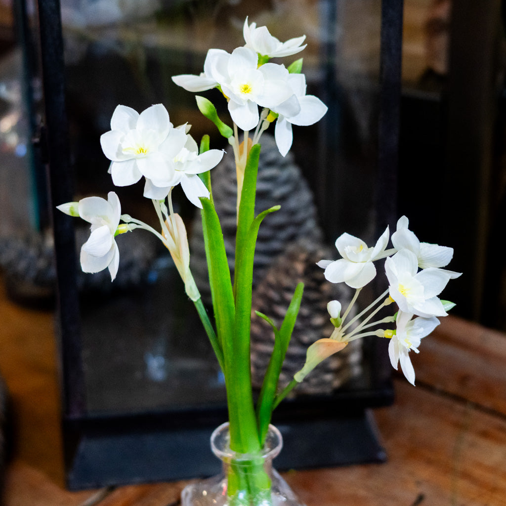 Paperwhite in Glass Vase