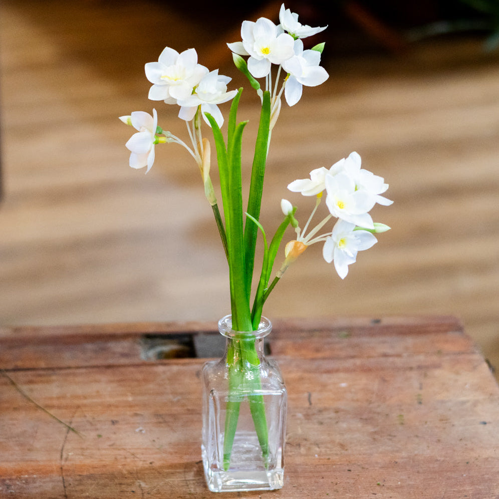 Paperwhite in Glass Vase