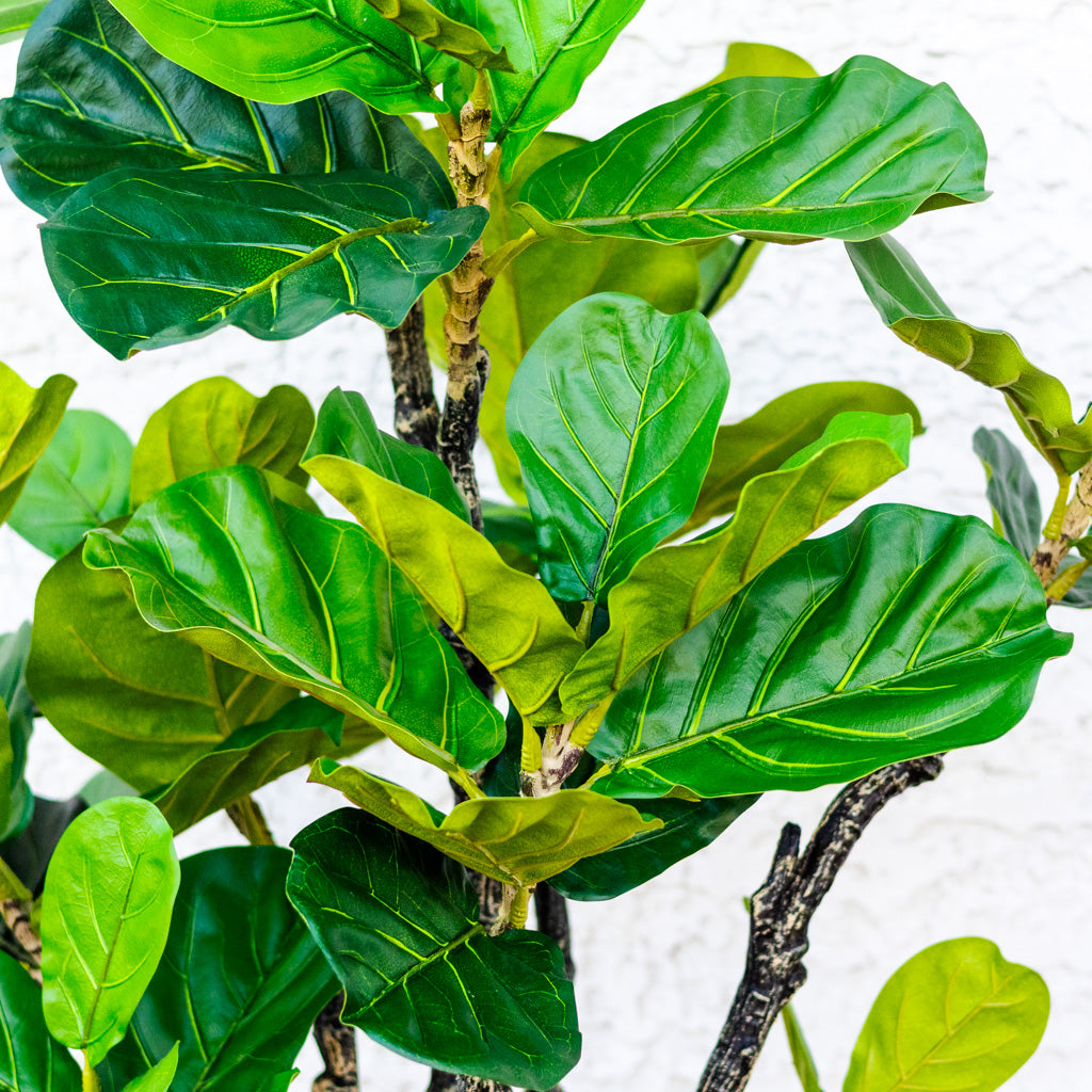 72" Fiddle Leaf Tree in Pot