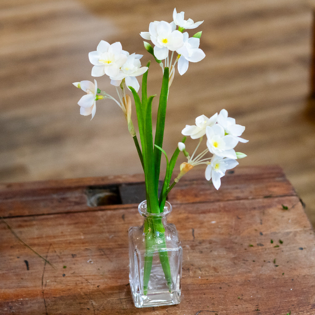 Paperwhite in Glass Vase
