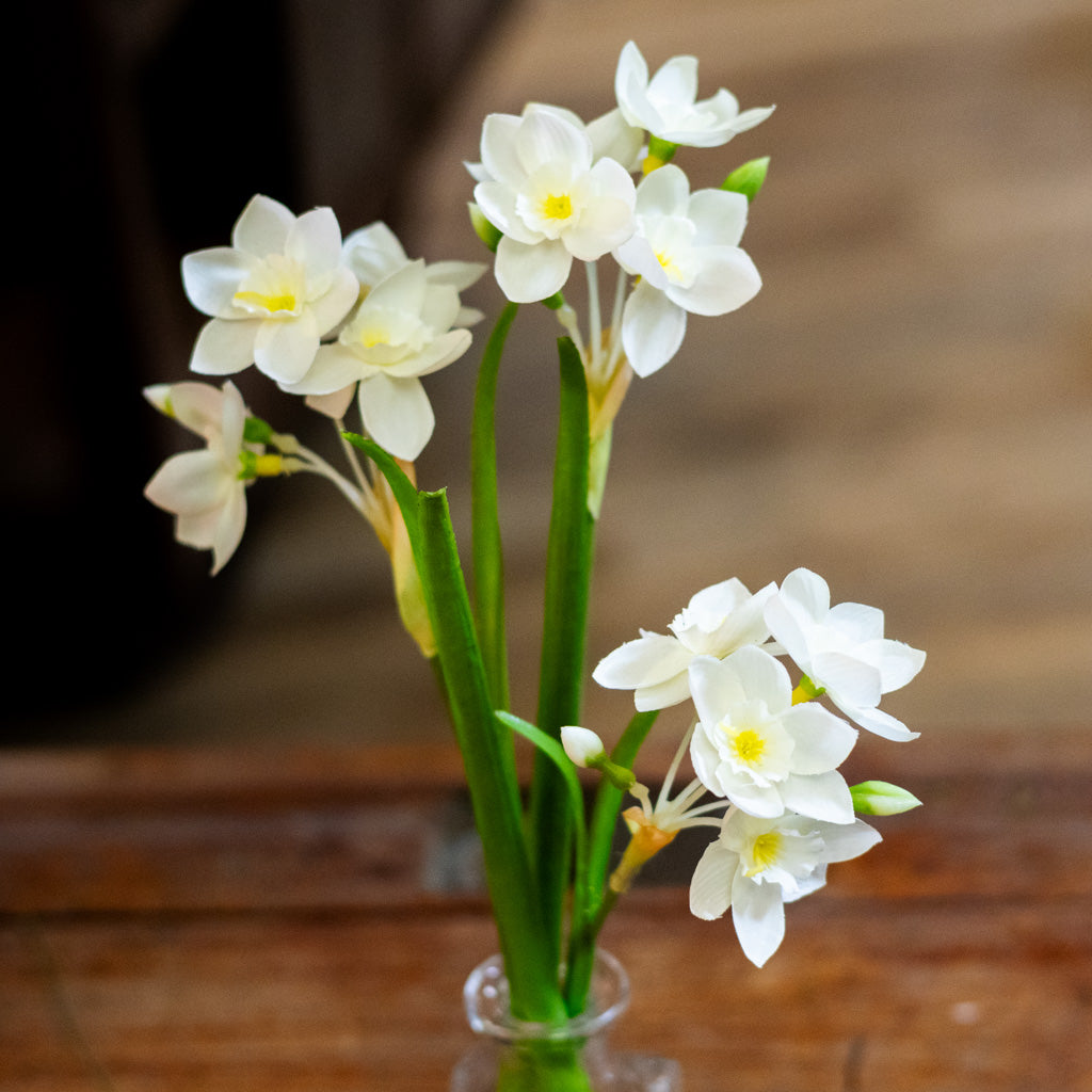 Paperwhite in Glass Vase