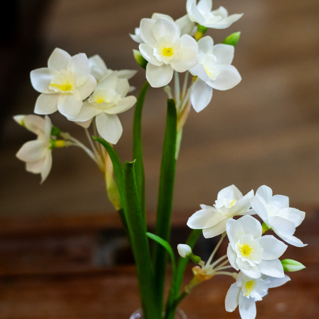 Paperwhite in Glass Vase