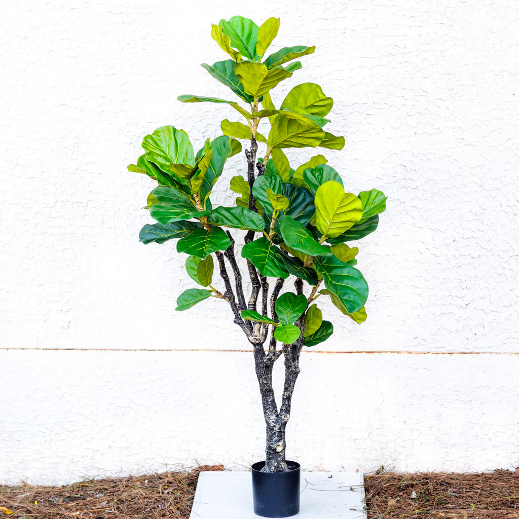 72" Fiddle Leaf Tree in Pot