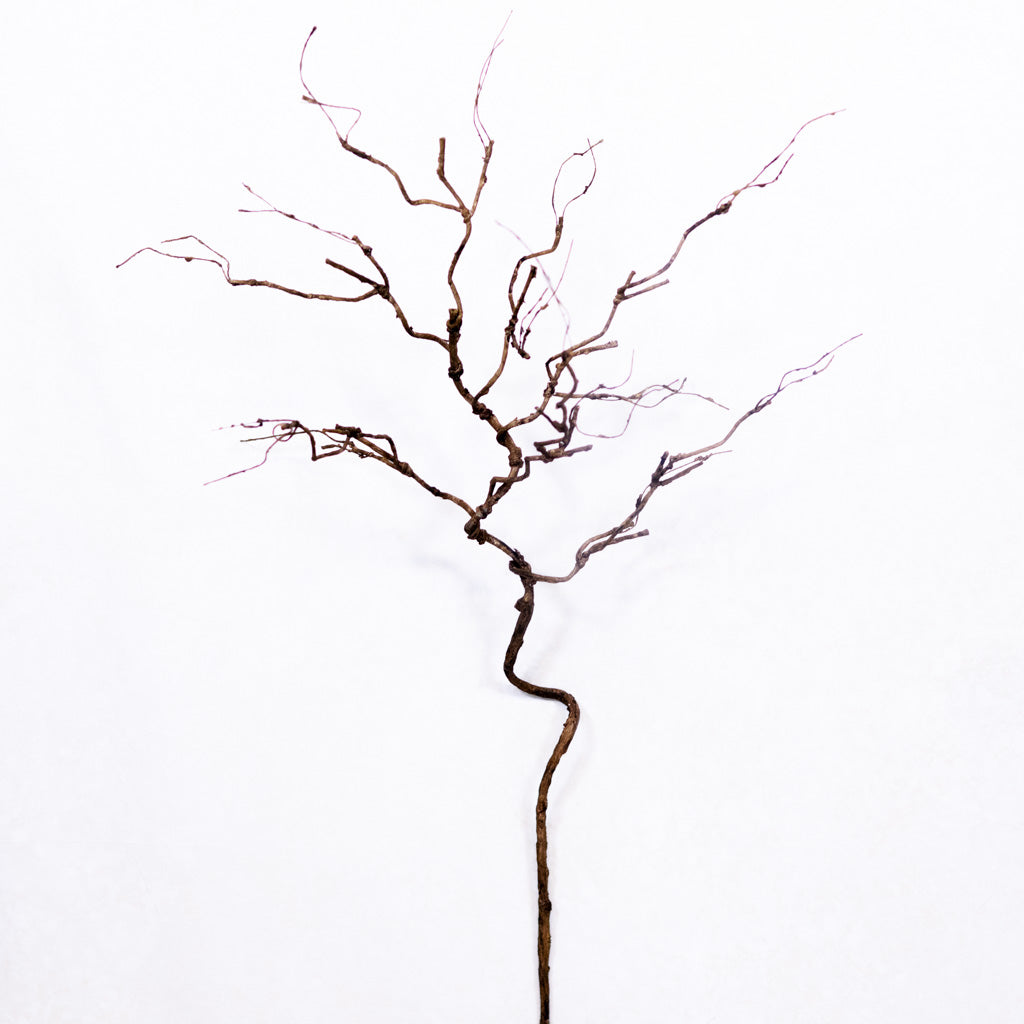Twig Brown Spray