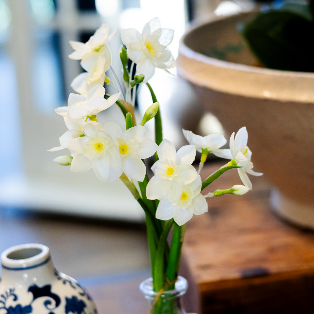 Paperwhite in Glass Vase