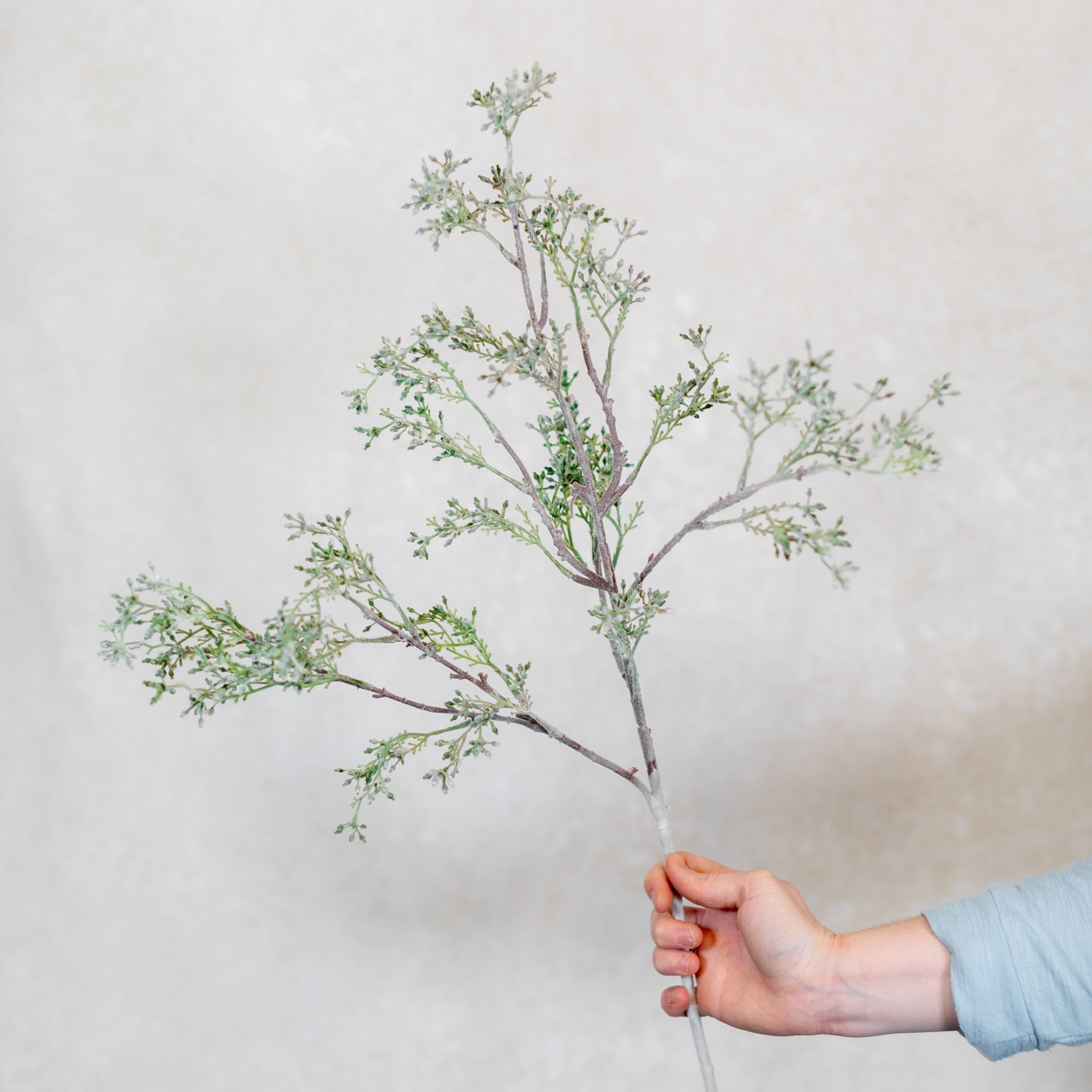 Budding Eucalyptus Spray Stem