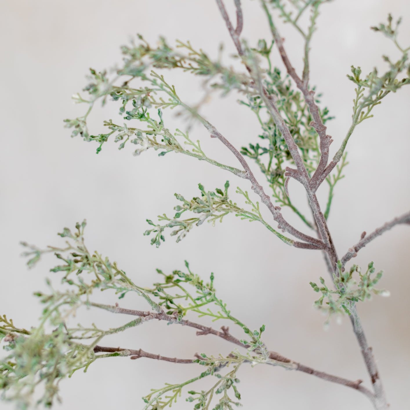 Budding Eucalyptus Spray Stem