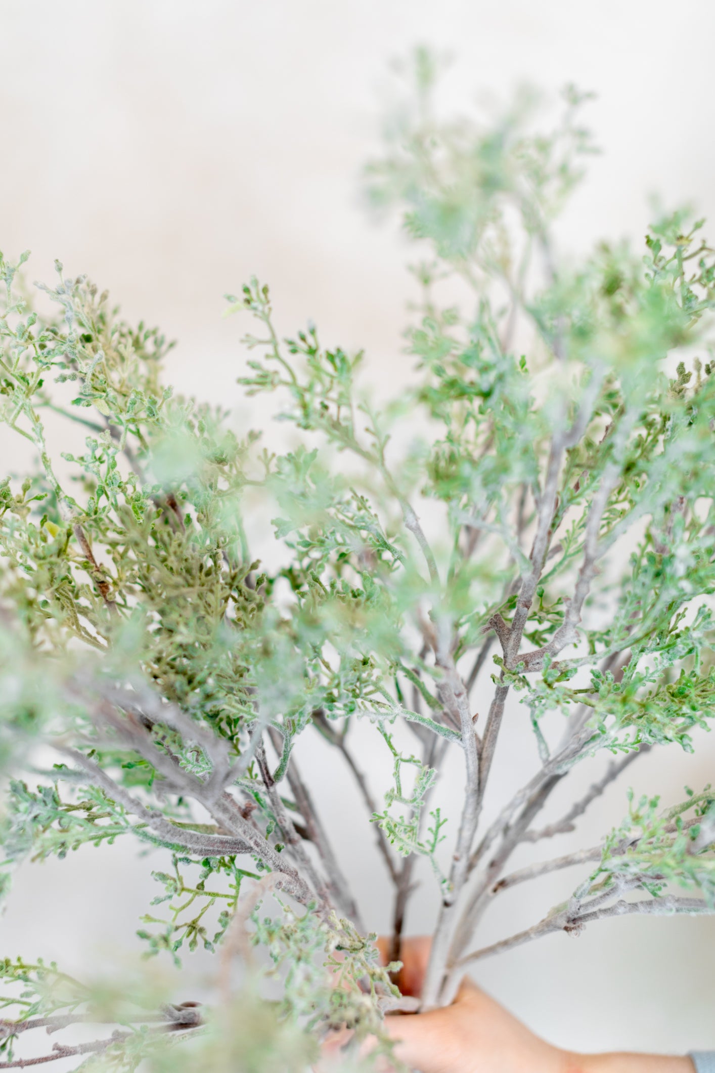 Budding Eucalyptus Spray Stem