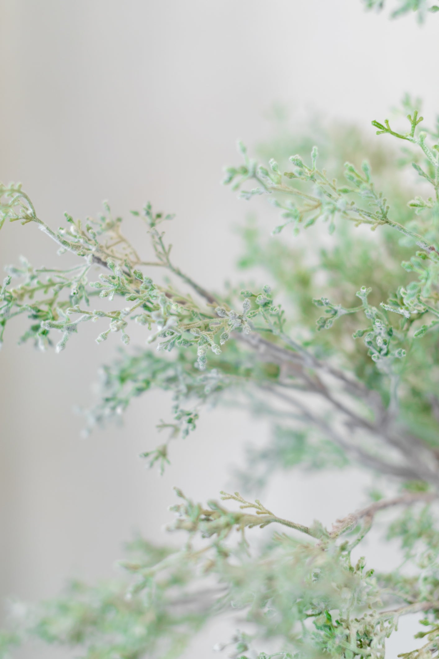 Budding Eucalyptus Spray Stem