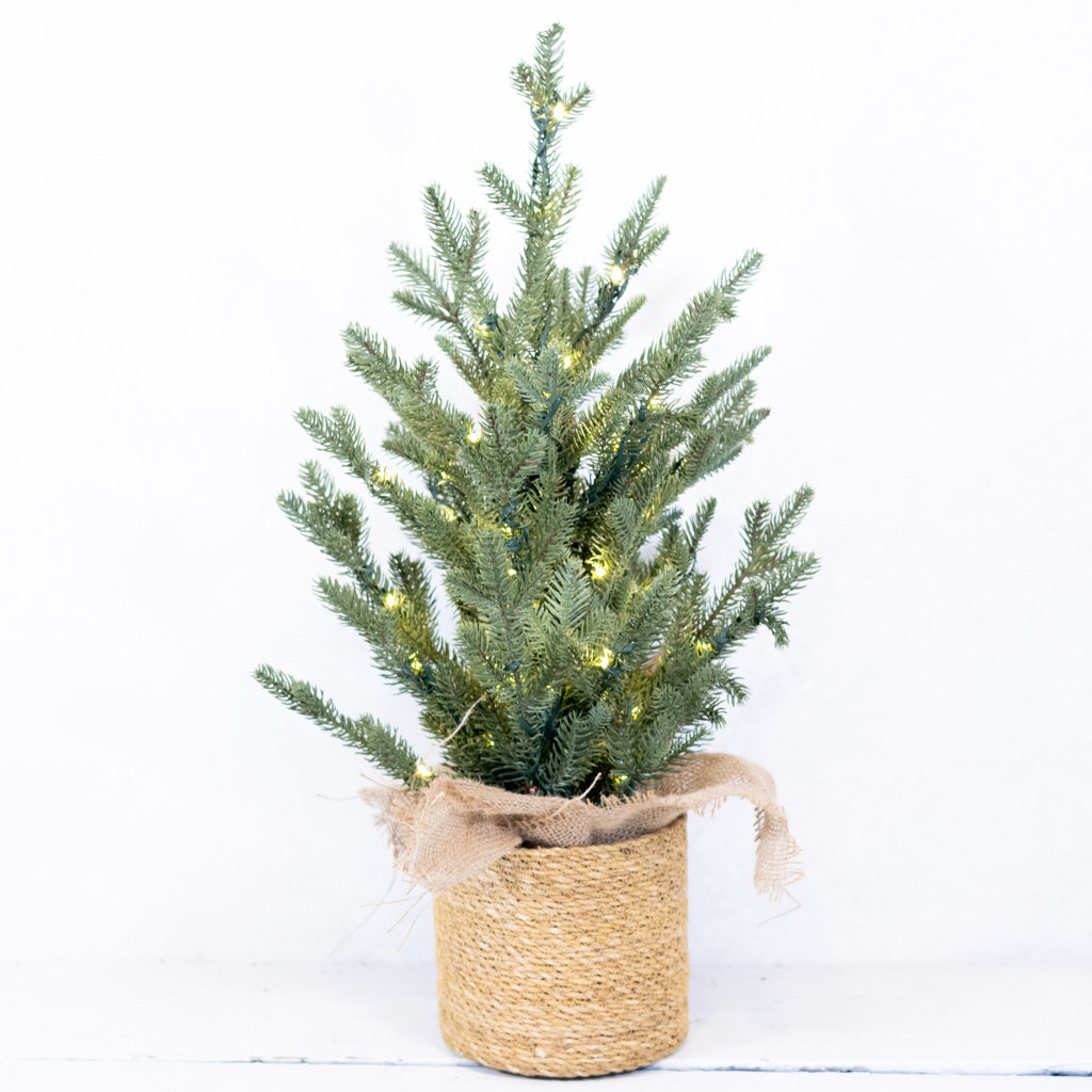 2 ft.  Pre Lit Spruce Tree in Potted Burlap