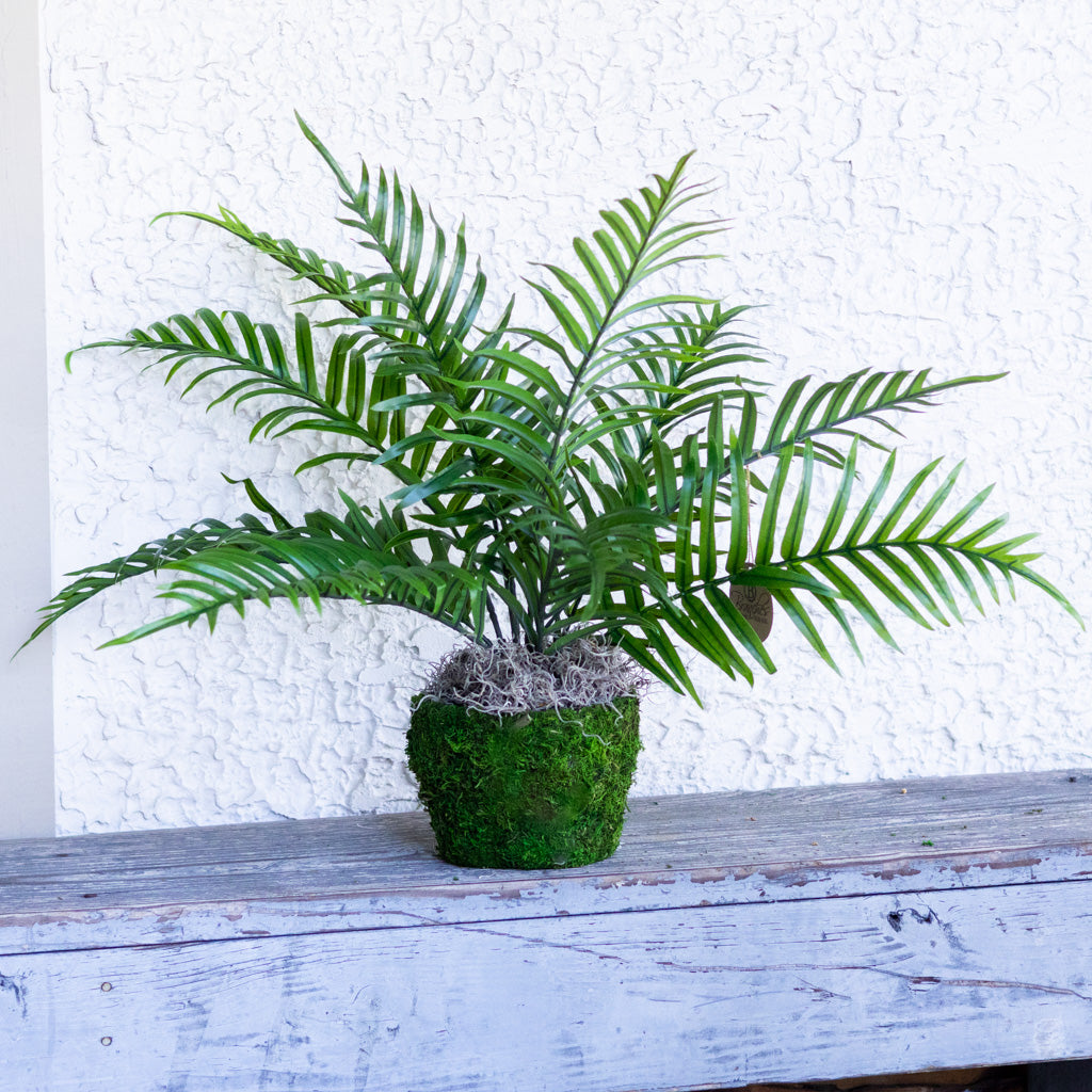 Areca Bush in Moss Pot Drop In