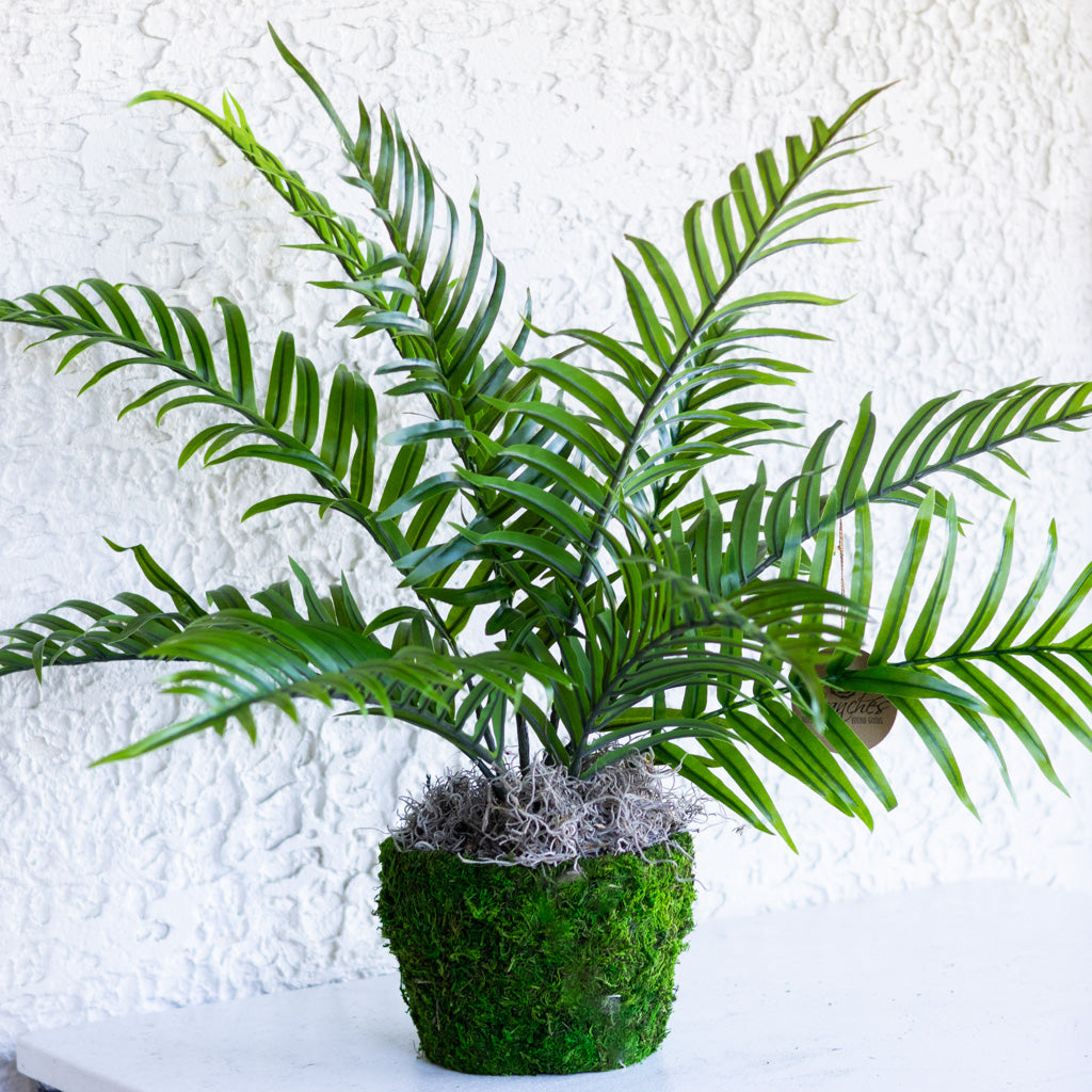 Areca Bush in Moss Pot Drop In