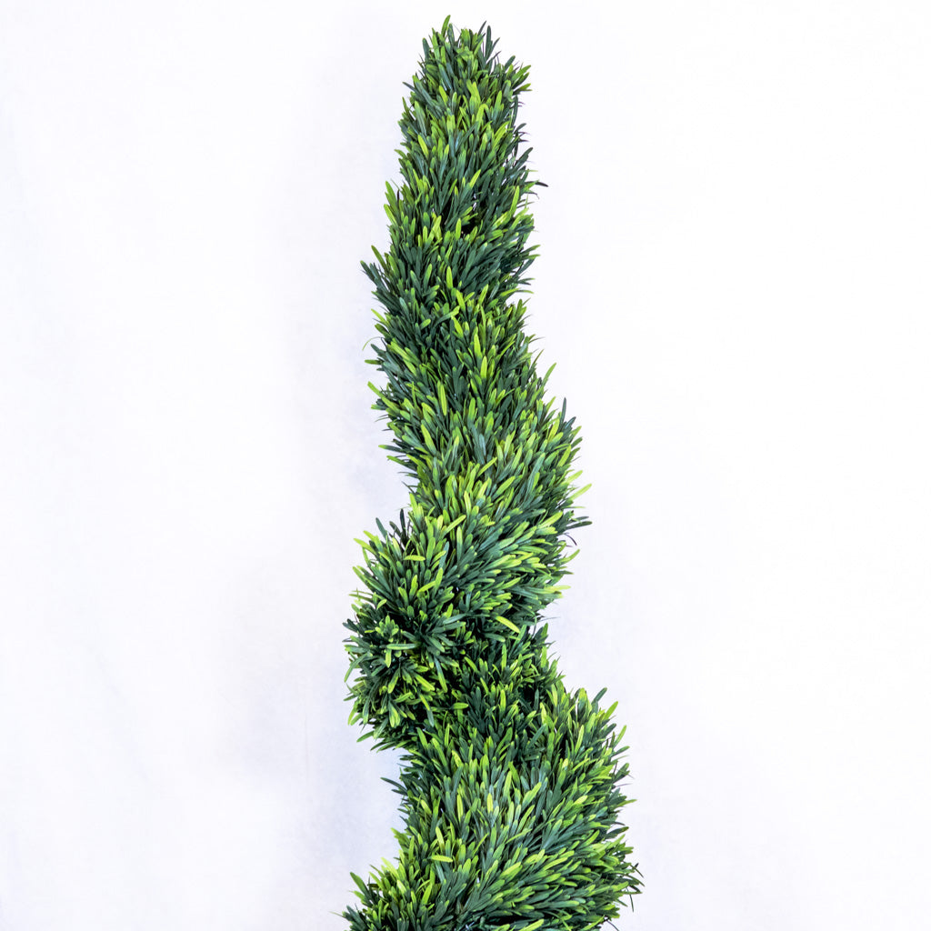 UV Rosemary Spiral Tree in Pot 4 ft