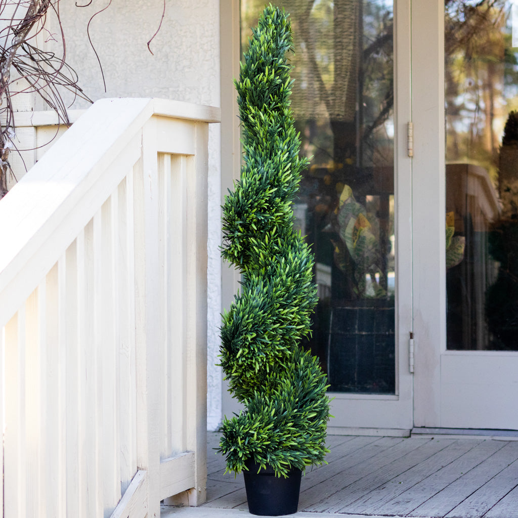 UV Rosemary Spiral Tree in Pot 4 ft