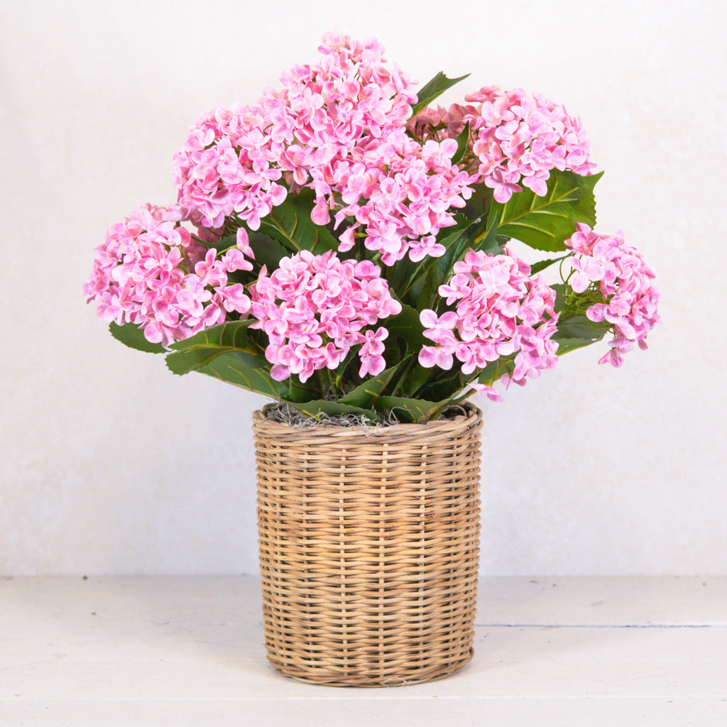 Triple Pink Hydrangea Plant Drop In