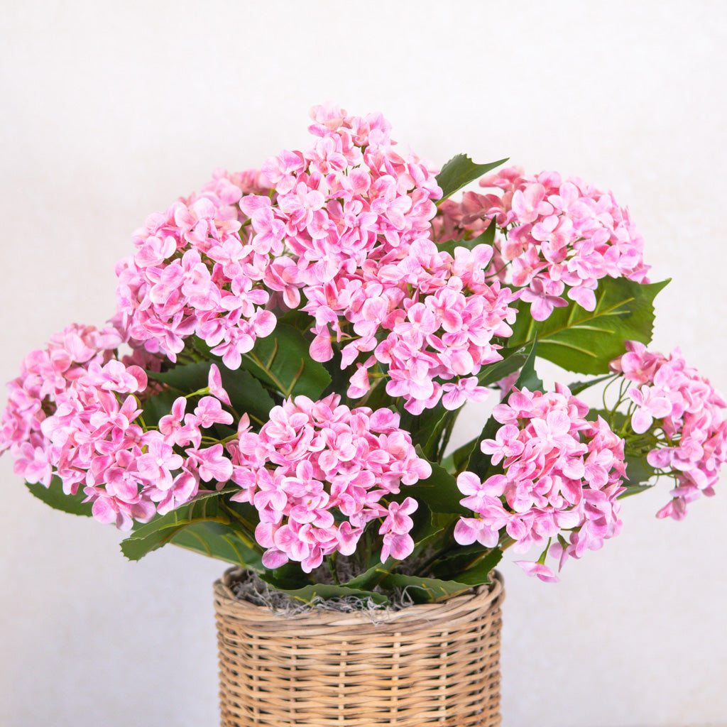 Triple Pink Hydrangea Plant Drop In