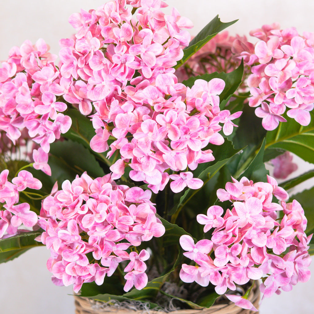 Triple Pink Hydrangea Plant Drop In