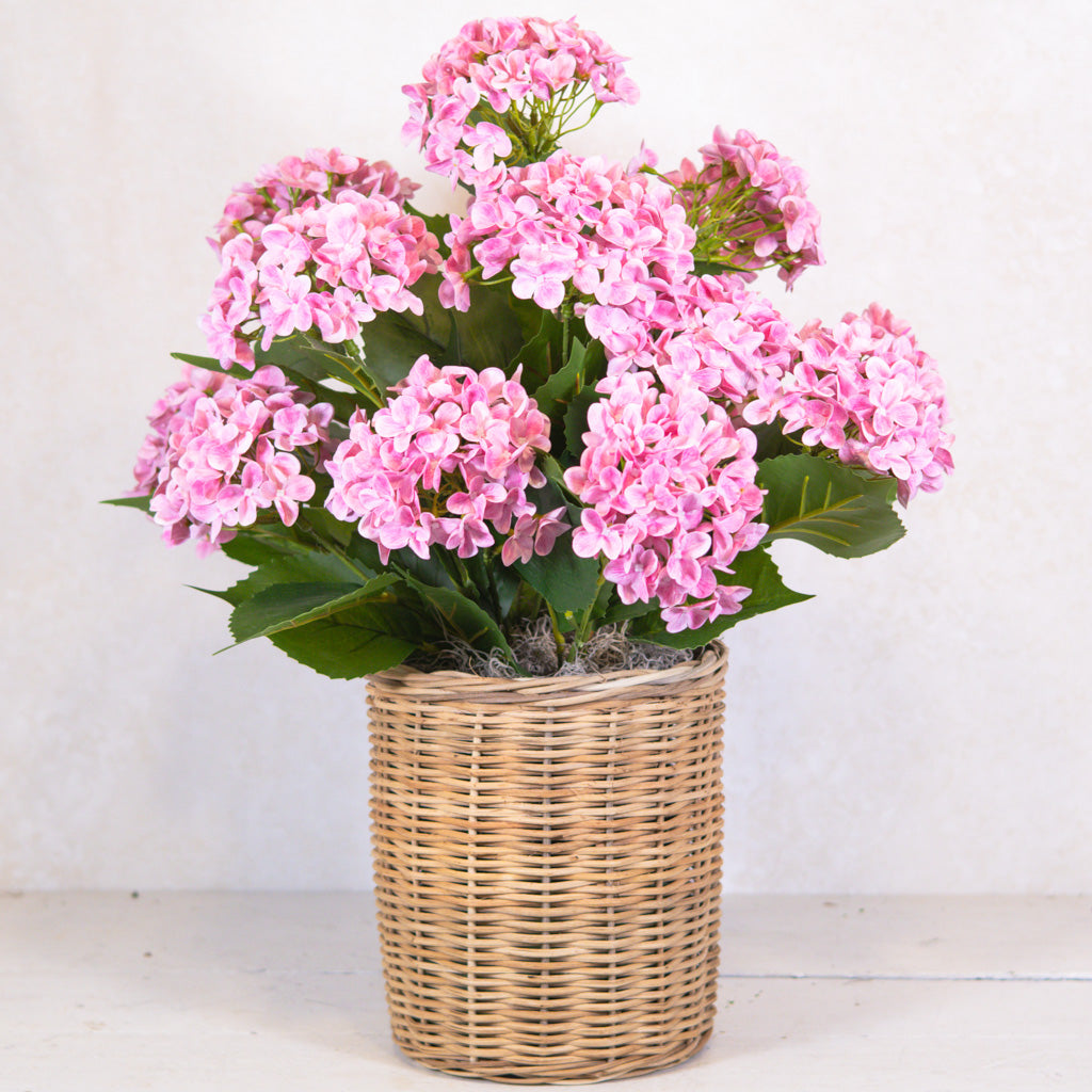 Triple Pink Hydrangea Plant Drop In