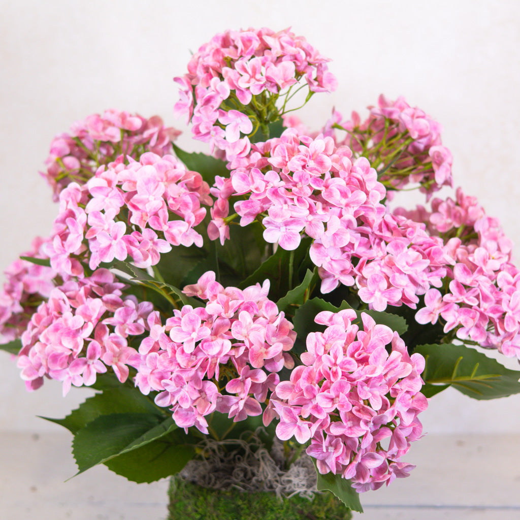 Triple Pink Hydrangea Plant Drop In