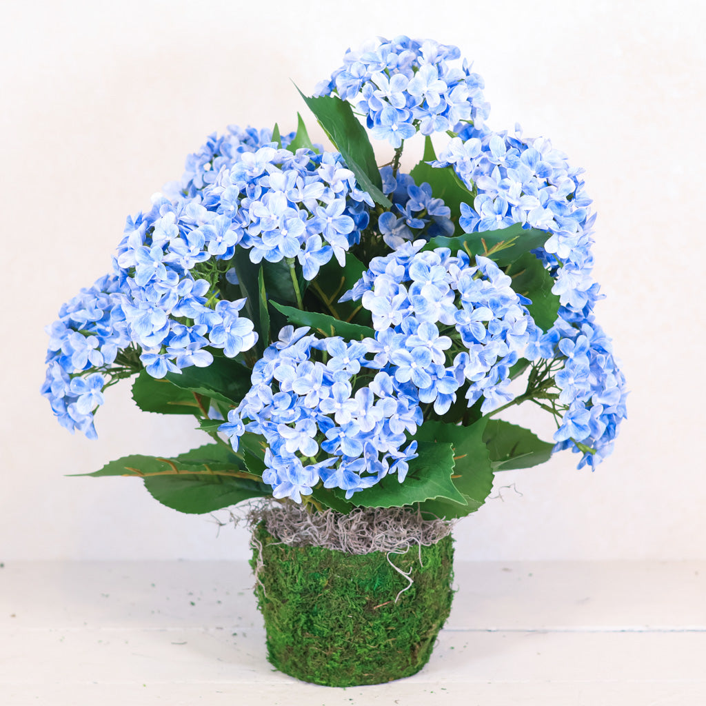 Triple Blue Hydrangea Plant Drop In