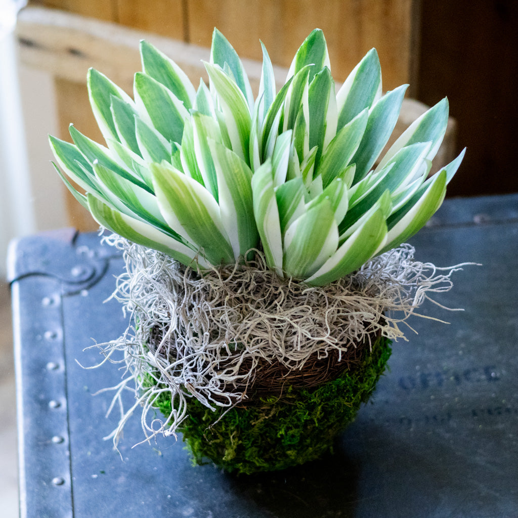 Double Echeveria in Moss Pot Drop In