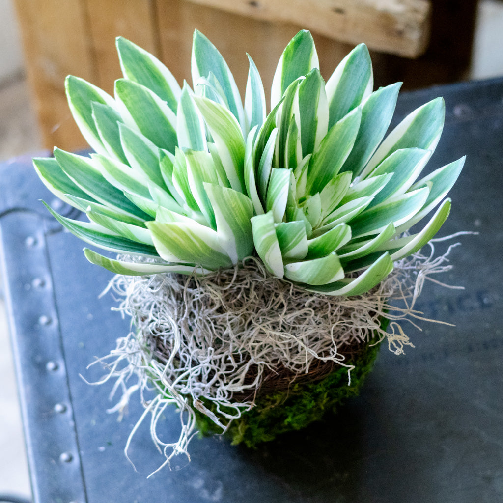 Double Echeveria in Moss Pot Drop In