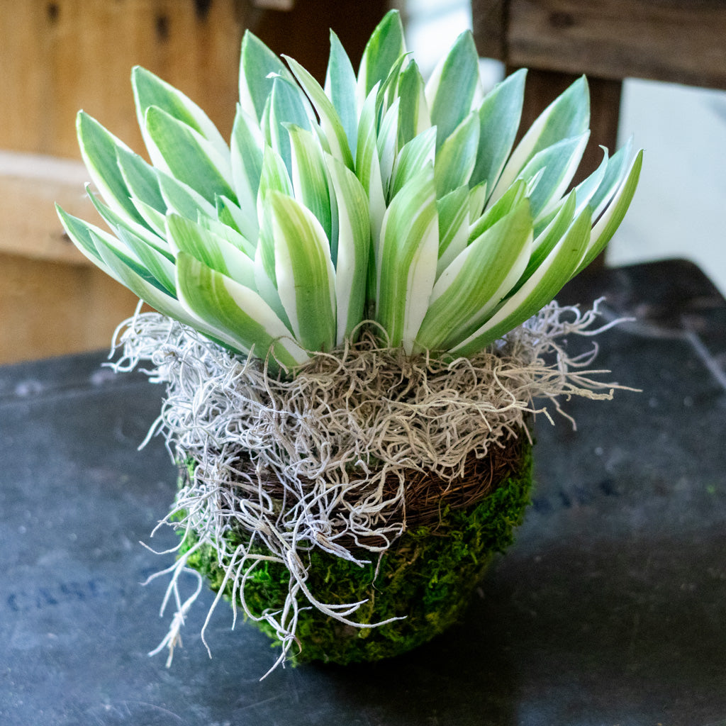 Double Echeveria in Moss Pot Drop In