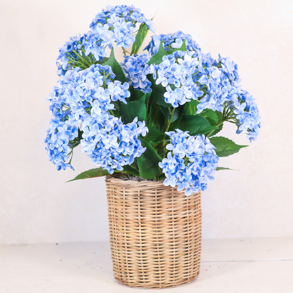 Triple Blue Hydrangea Plant Drop In