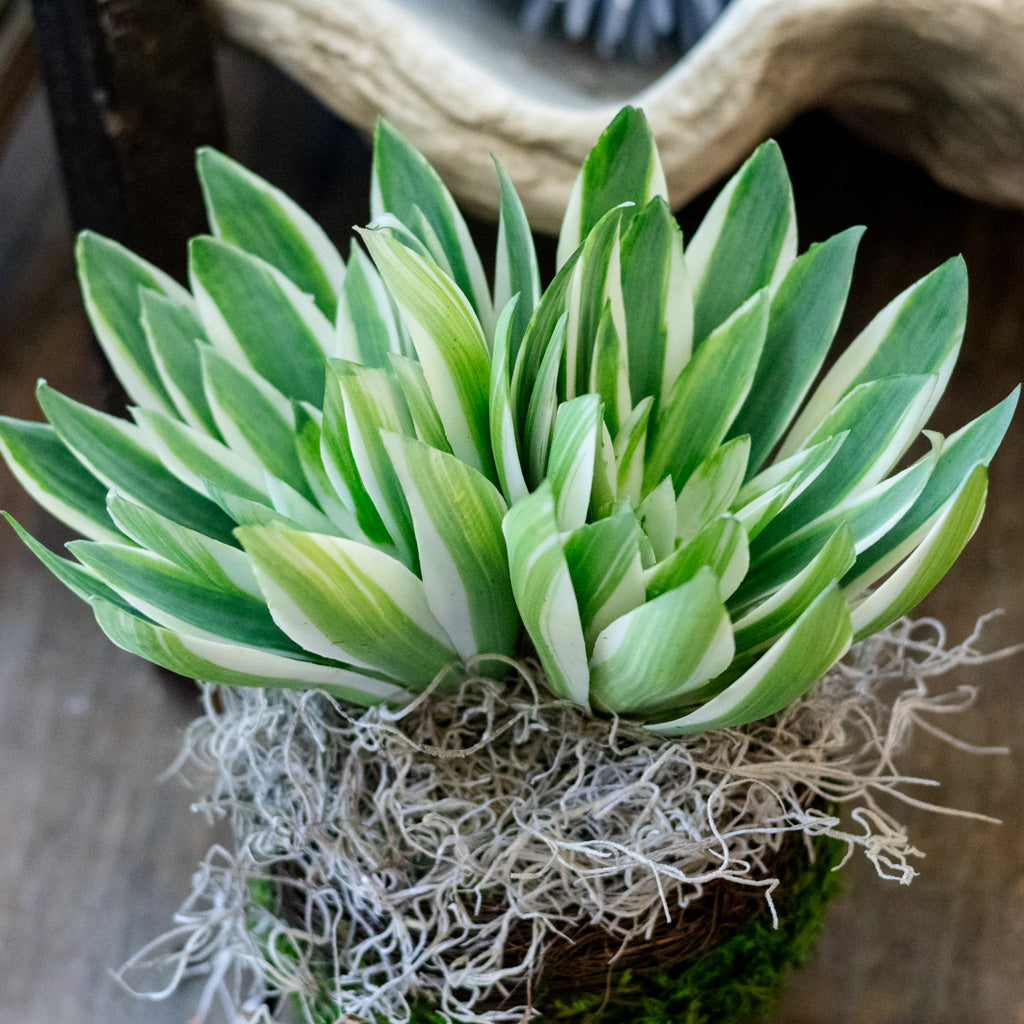 Double Echeveria in Moss Pot Drop In