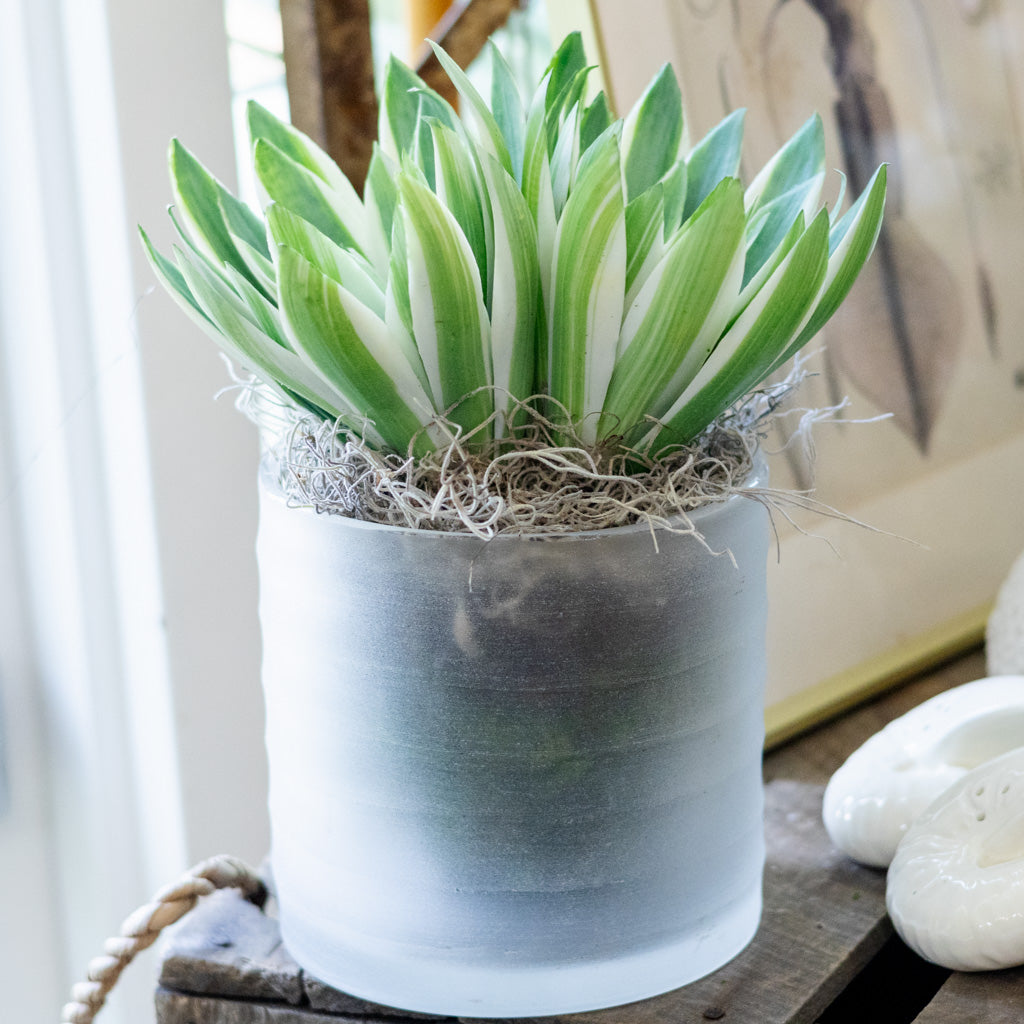 Double Echeveria in Moss Pot Drop In
