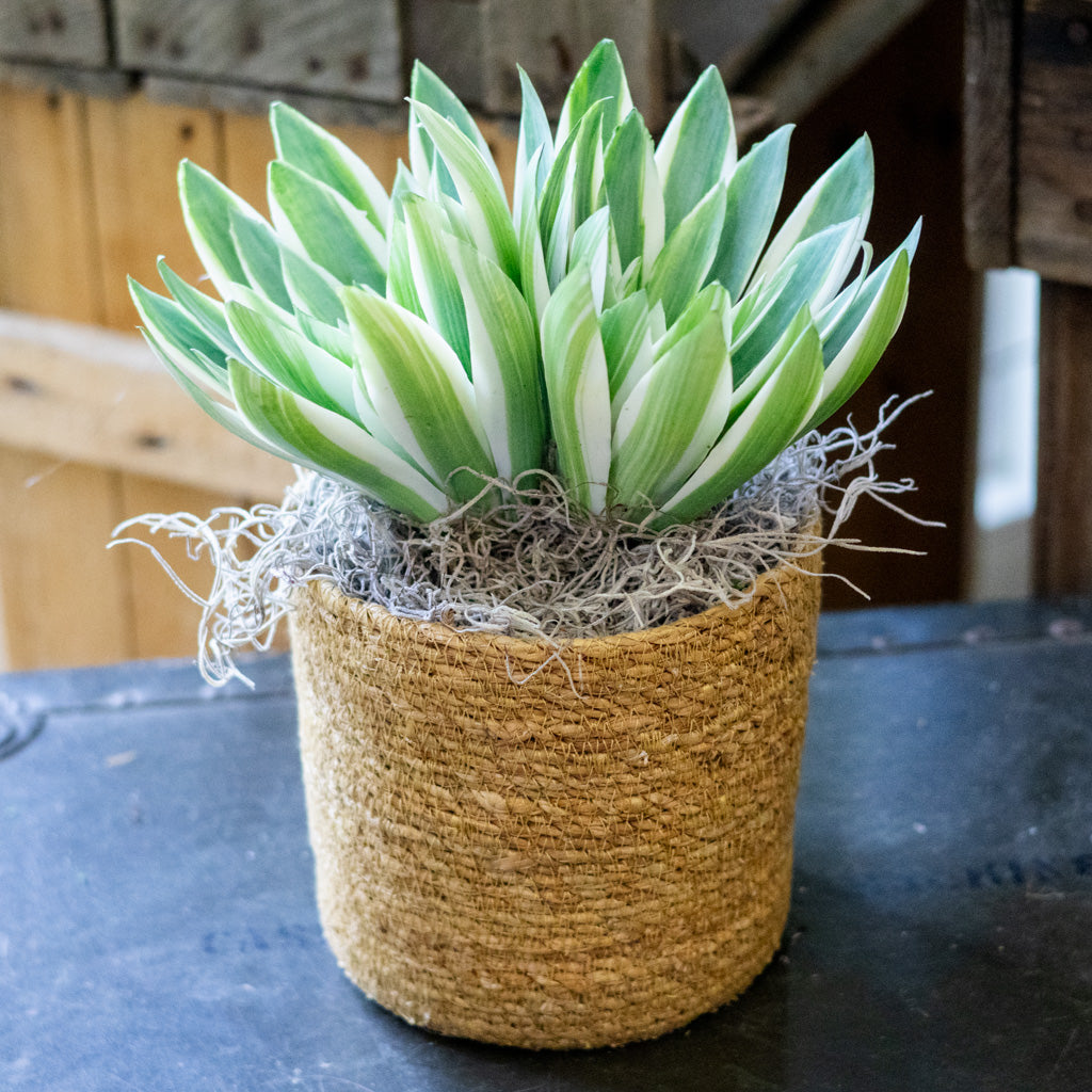 Double Echeveria in Moss Pot Drop In