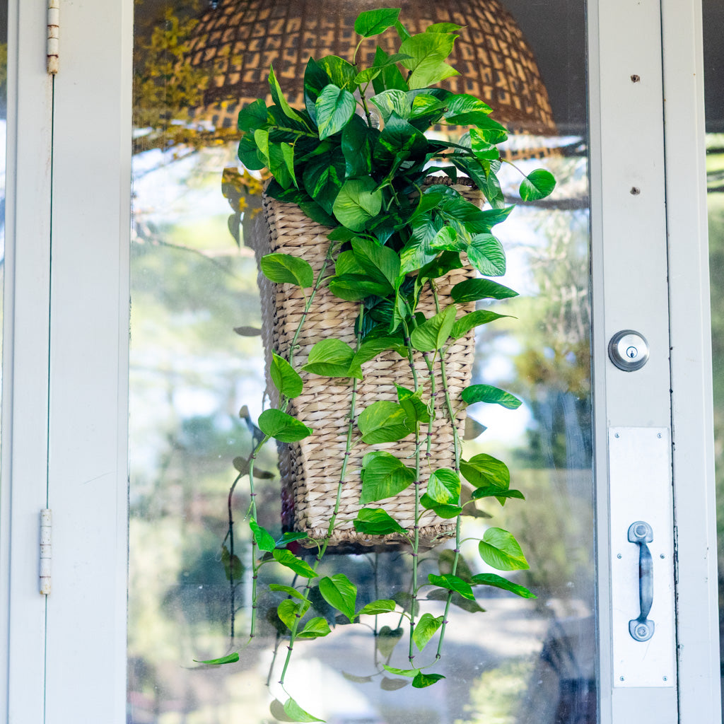 UV Pothos Hanging Plant Natural Touch