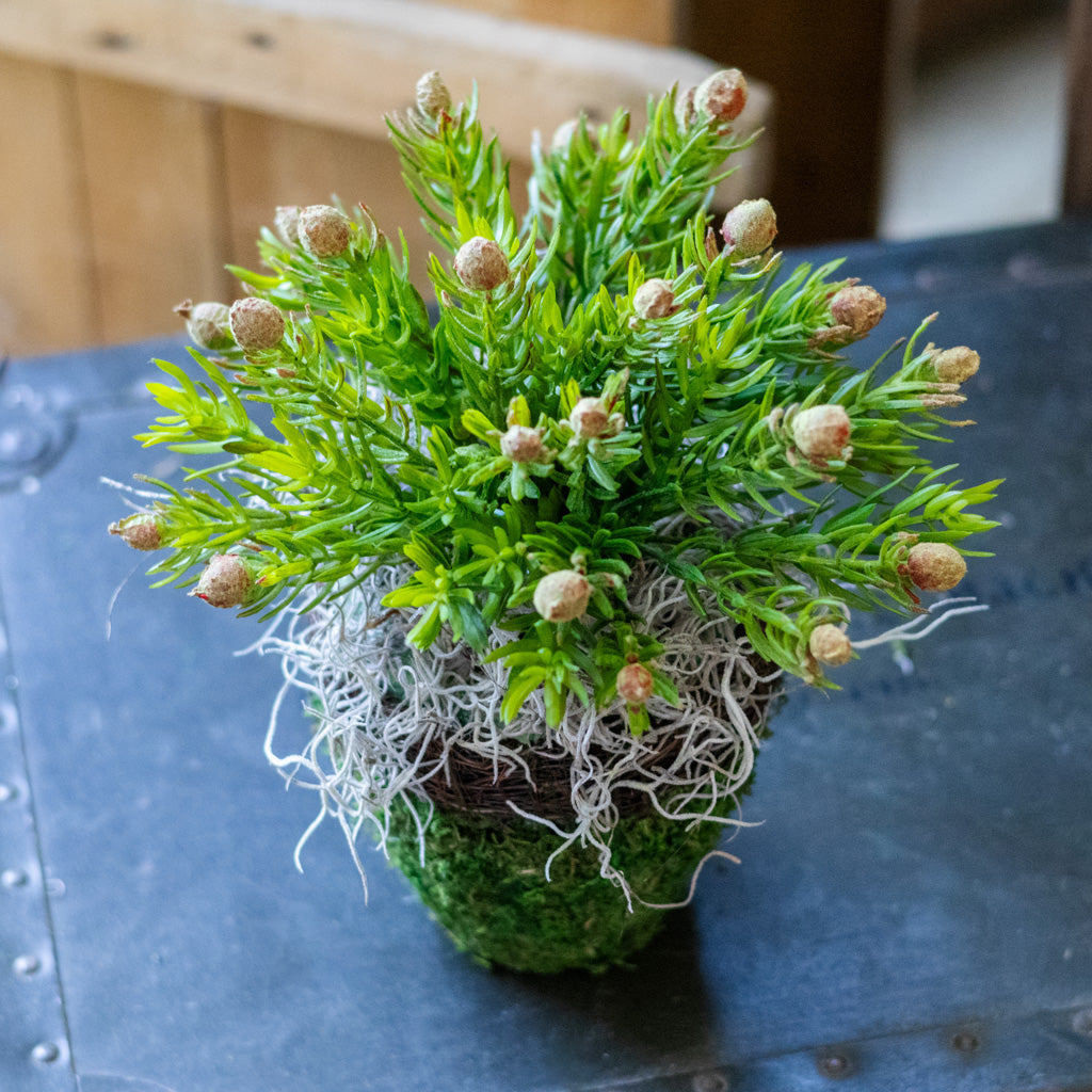 Deserts Protea Drop In