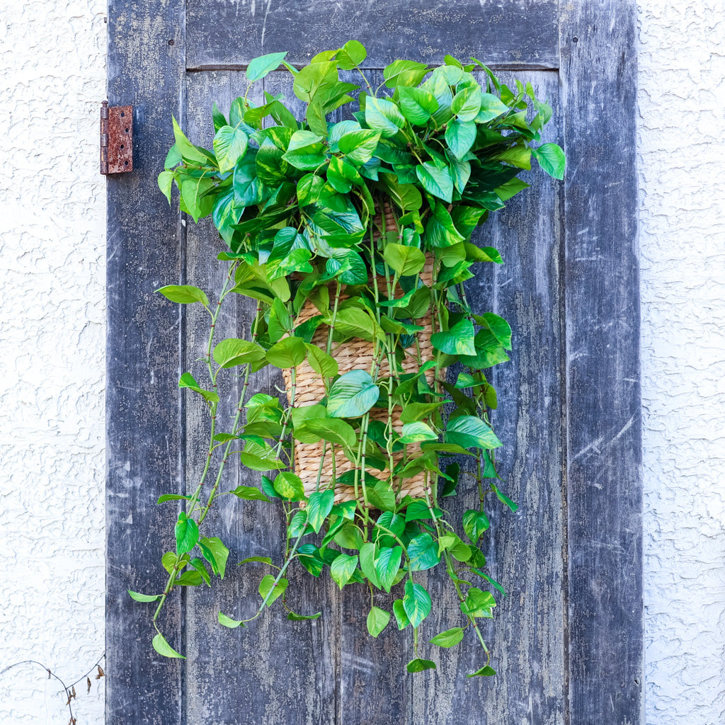 UV Pothos Hanging Plant Natural Touch