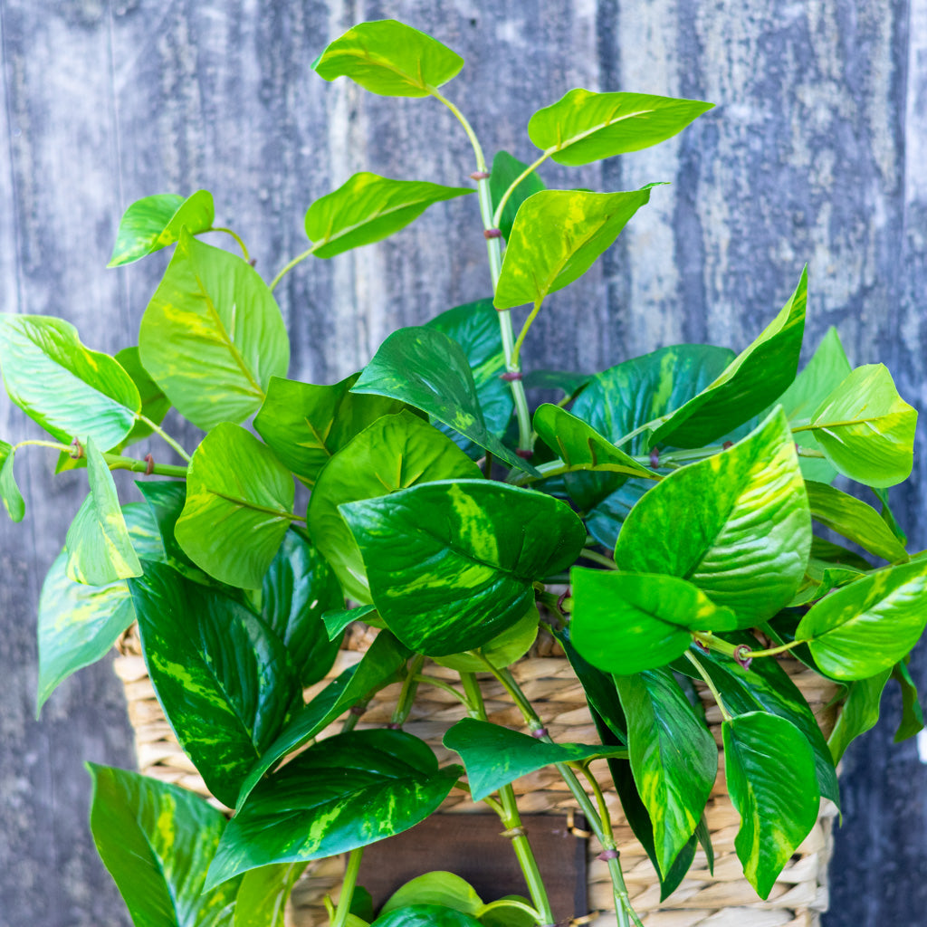 UV Pothos Hanging Plant Natural Touch