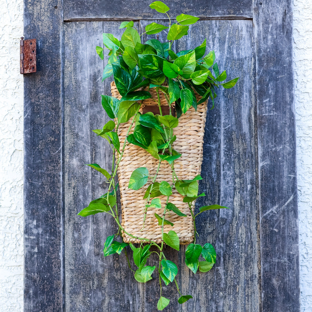 UV Pothos Hanging Plant Natural Touch
