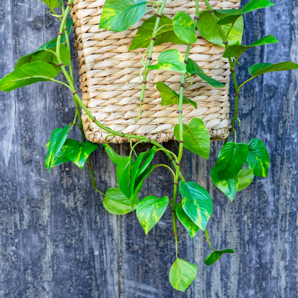 UV Pothos Hanging Plant Natural Touch