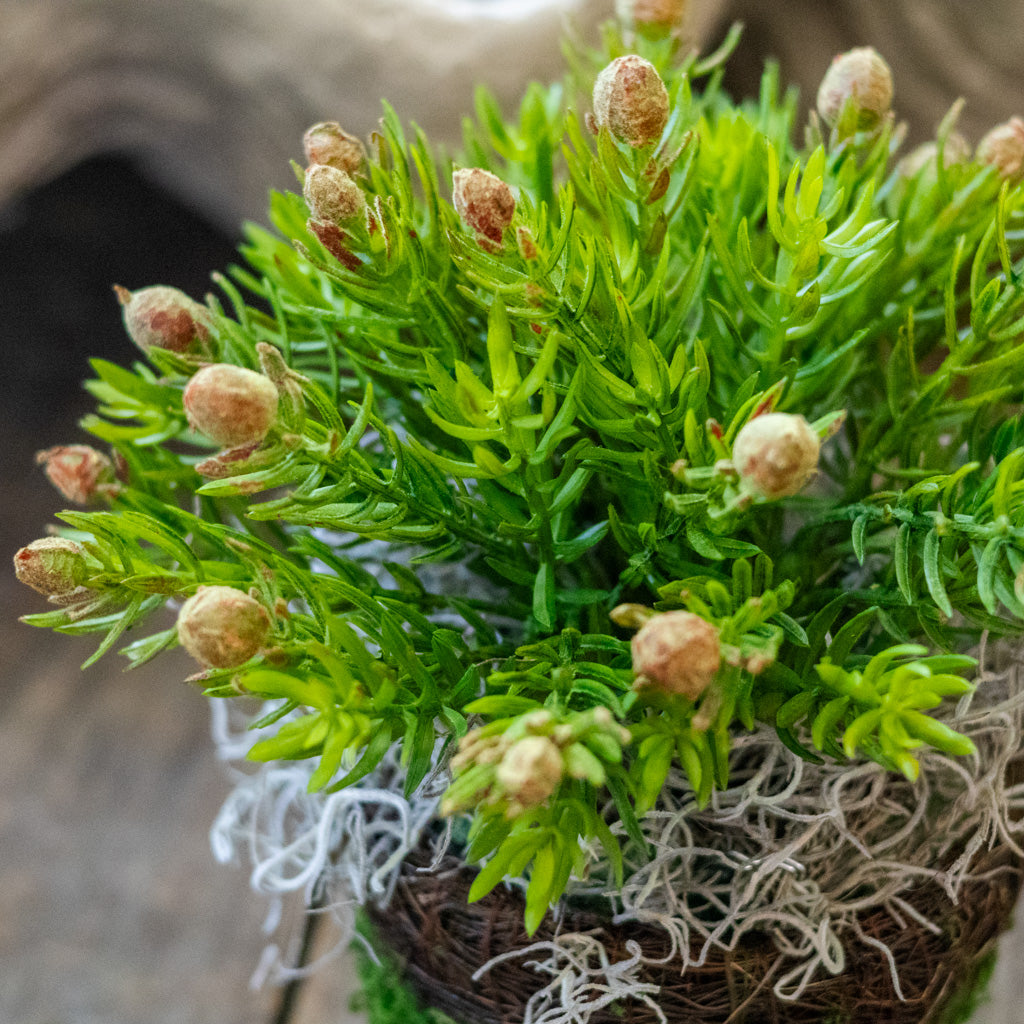 Deserts Protea Drop In