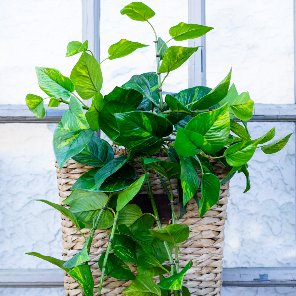 UV Pothos Hanging Plant Natural Touch