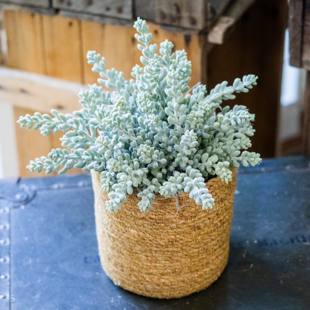 Finger Sedum in Moss Pot Drop In