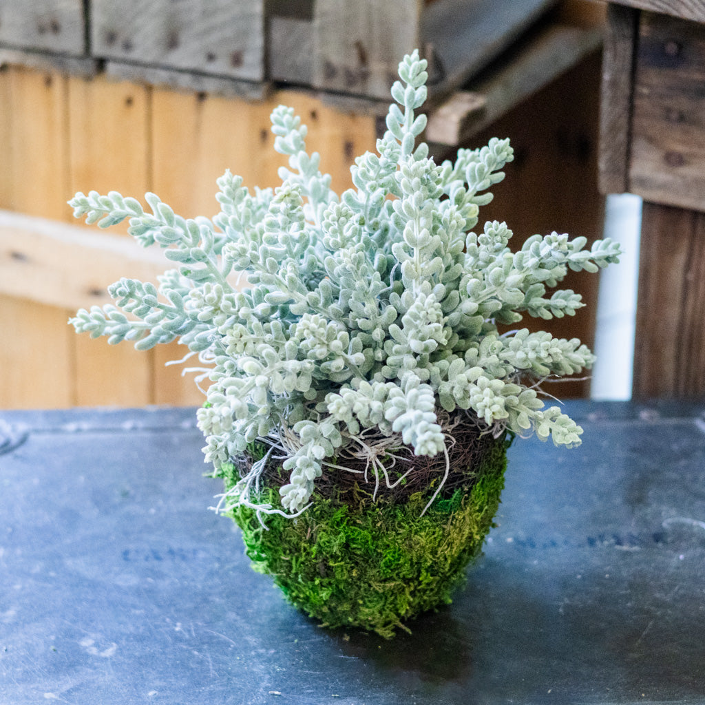 Finger Sedum in Moss Pot Drop In