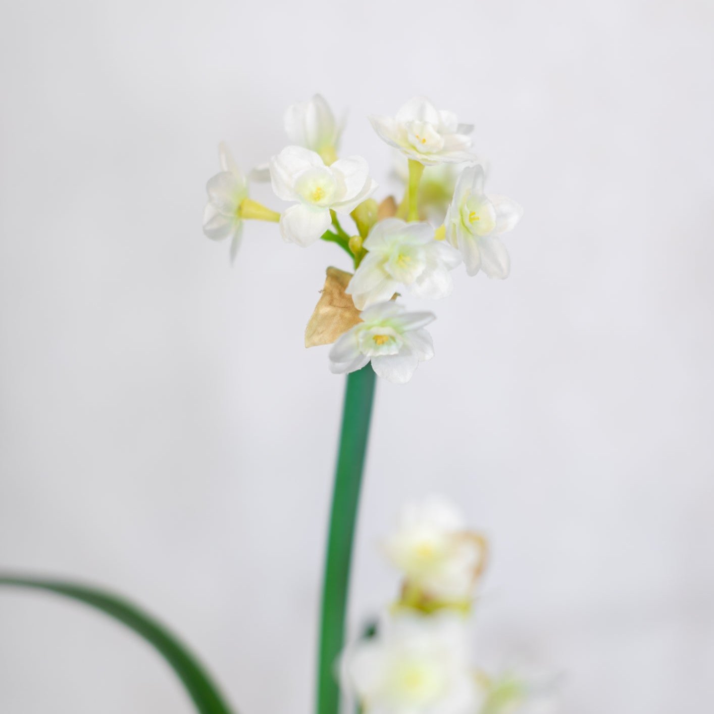 Paperwhite with Bulb Stem