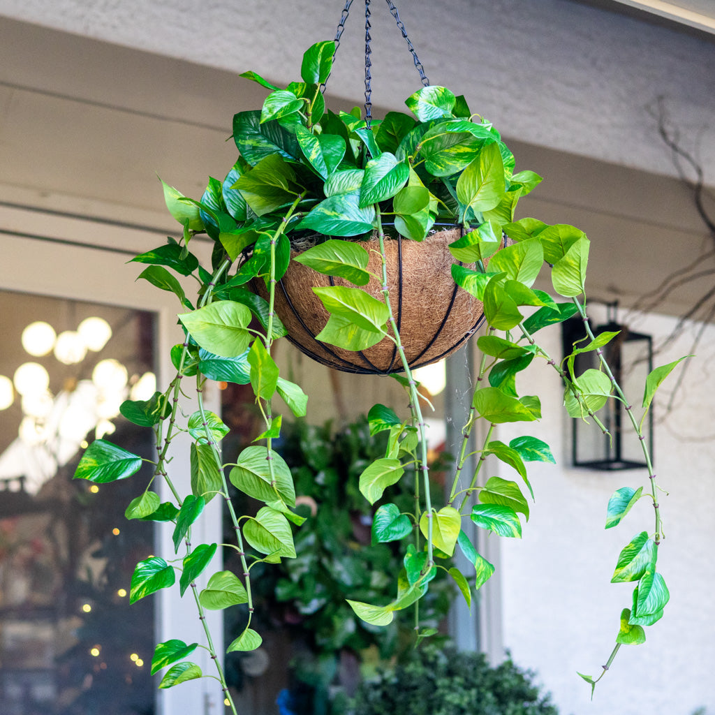 Pothos Hanging Basket
