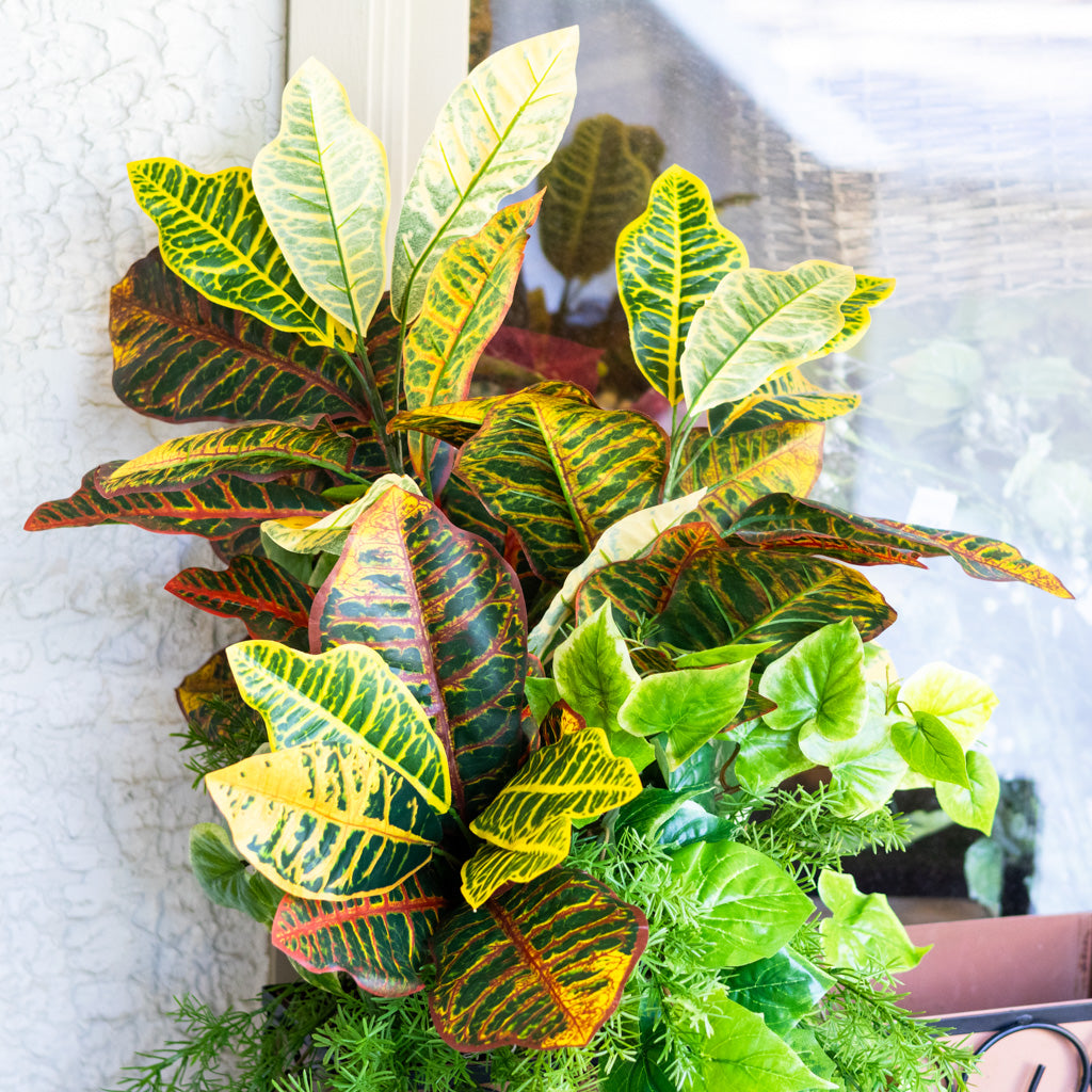 Mixed Greens and Croton Planter Drop In