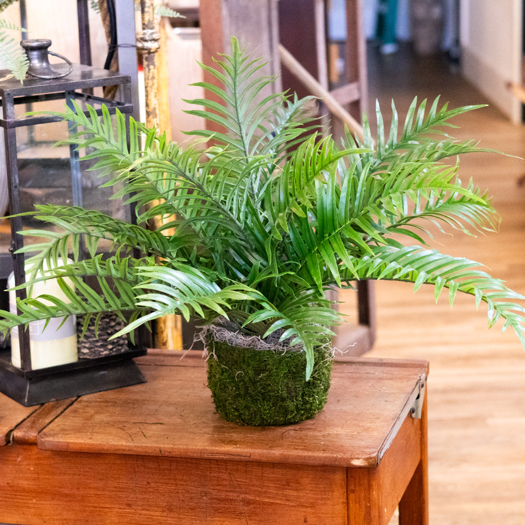 Areca Bush in Moss Pot Drop In
