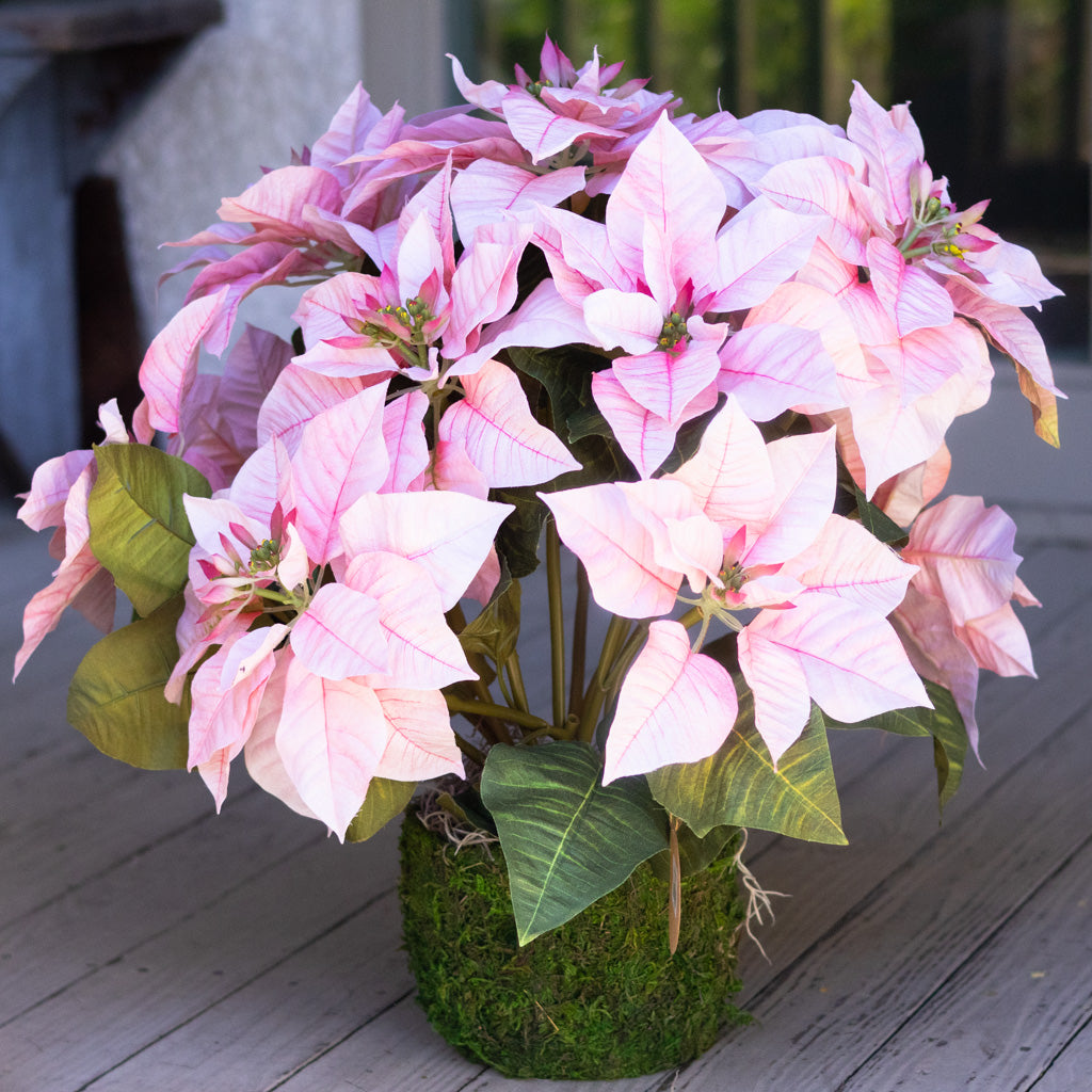 Pink Poinsettia Double in Moss Pot