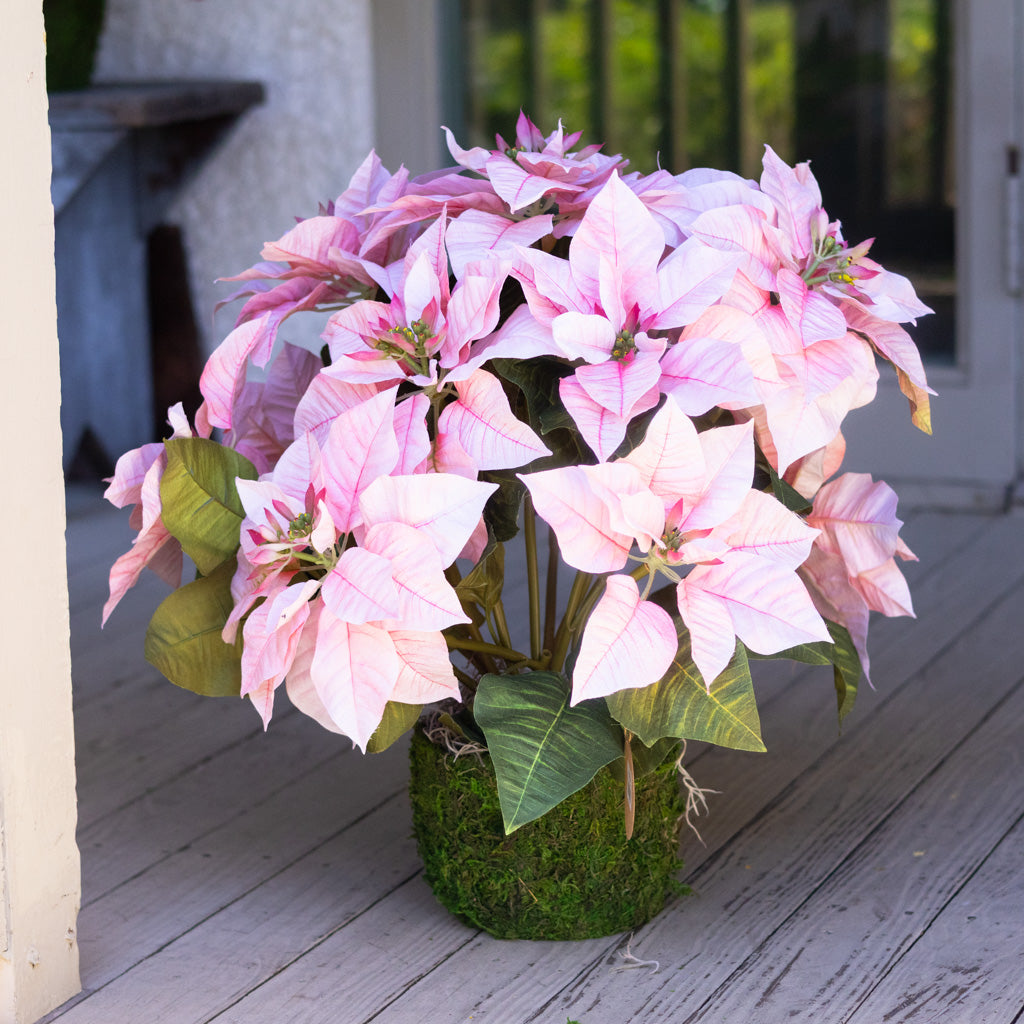 Pink Poinsettia Double in Moss Pot