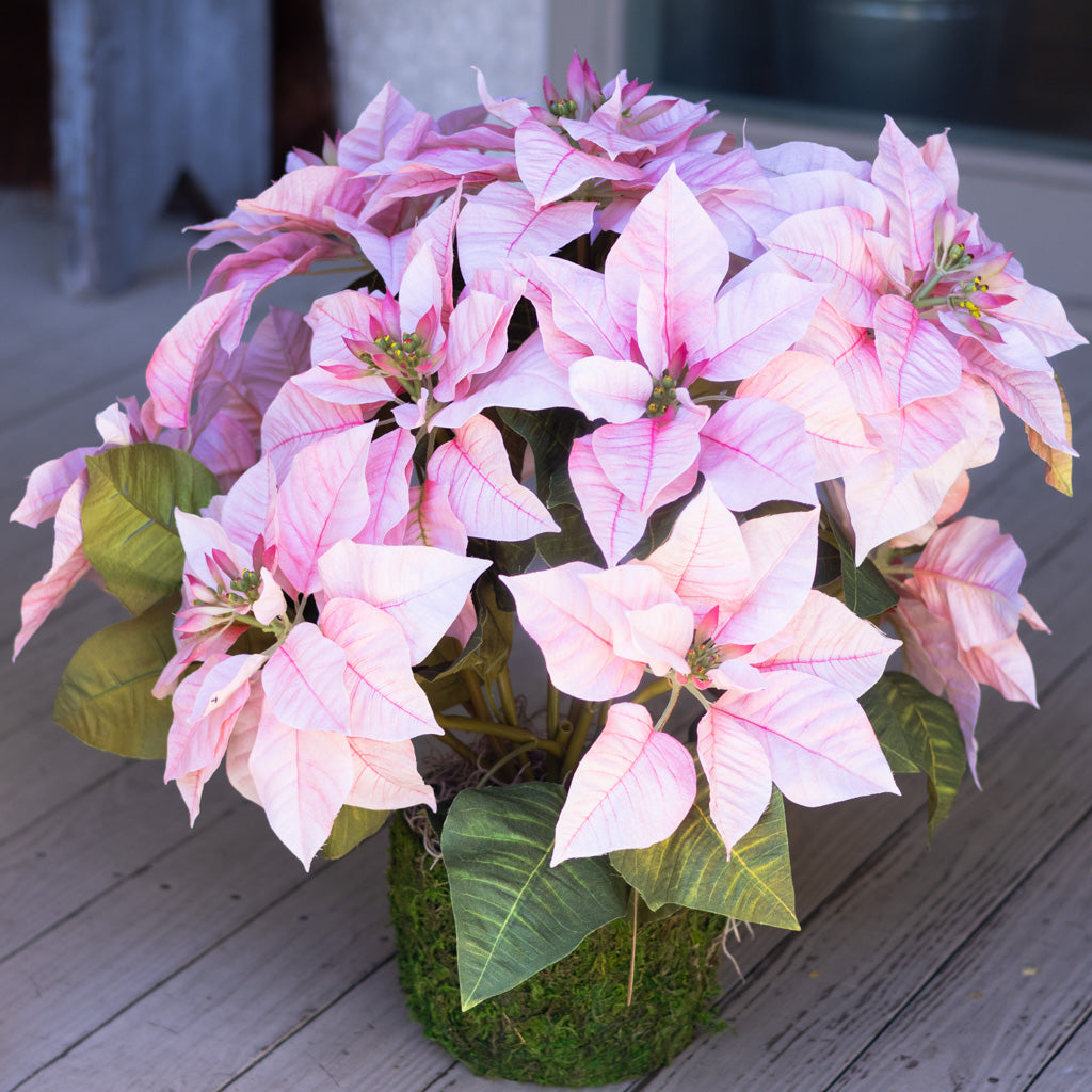 Pink Poinsettia Double in Moss Pot
