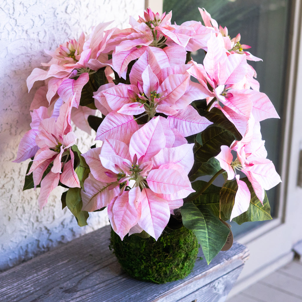 Pink Poinsettia Double in Moss Pot
