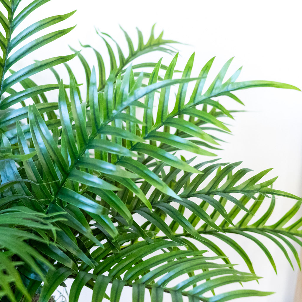 Areca Bush in Moss Pot Drop In